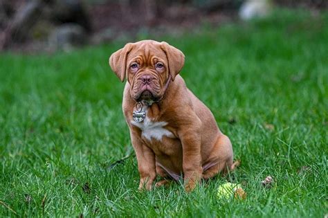 What Kind Of Dog Is Hooch The Surprising Answer Hepper