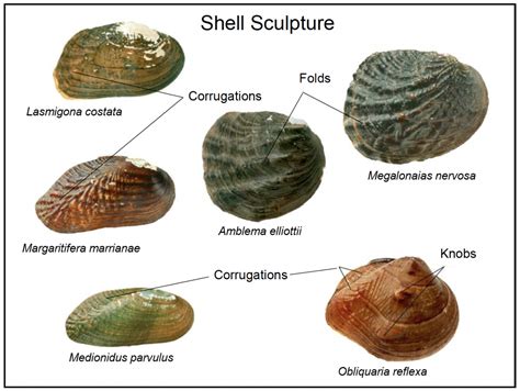 Restoring and Revitalizing Freshwater Mussels - PRINCETON HYDRO