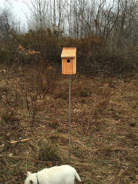 Putting Up Eastern Bluebird Nest Boxes | Stephi Gardens