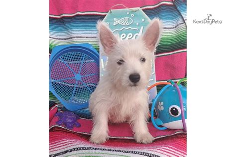 Akc Henry West Highland White Terrier Westie Puppy For Sale Near