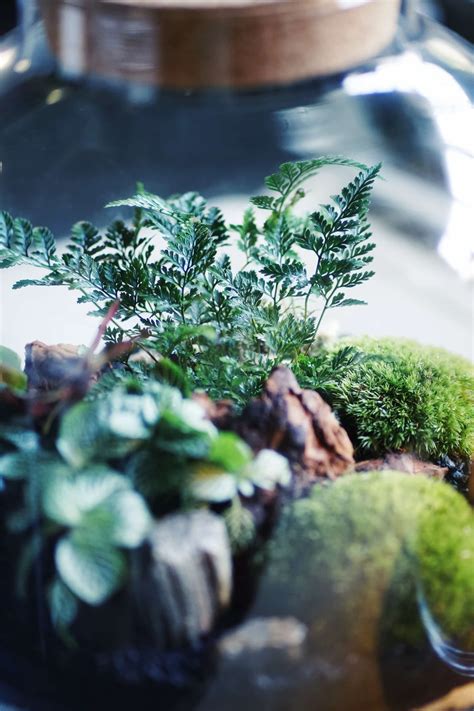 humata ai en español gratis Humata tyermanii — květinářství plantica