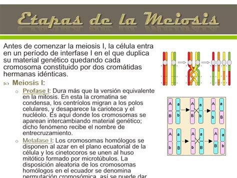 División Celular Meiosis Ppt