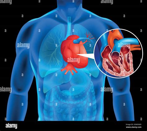 Human Heart X Ray Hi Res Stock Photography And Images Alamy