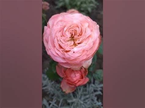 Троянда чайно-гібридна Кахала (Kahala) вже місяць стоїть у розпуску ...