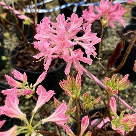 Azalea x ‘Rosy Lights’ | Piedmont Carolina Nursery