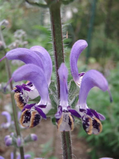 Salvia indica - Victorian Salvia Study Group