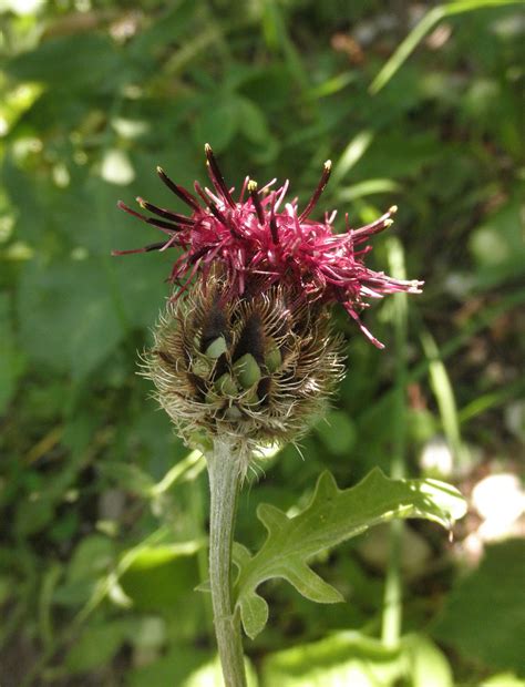 Centaurea Kotschyana Asteraceae