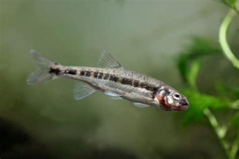 Best Minnows For Ice Fishing And How To Use Them