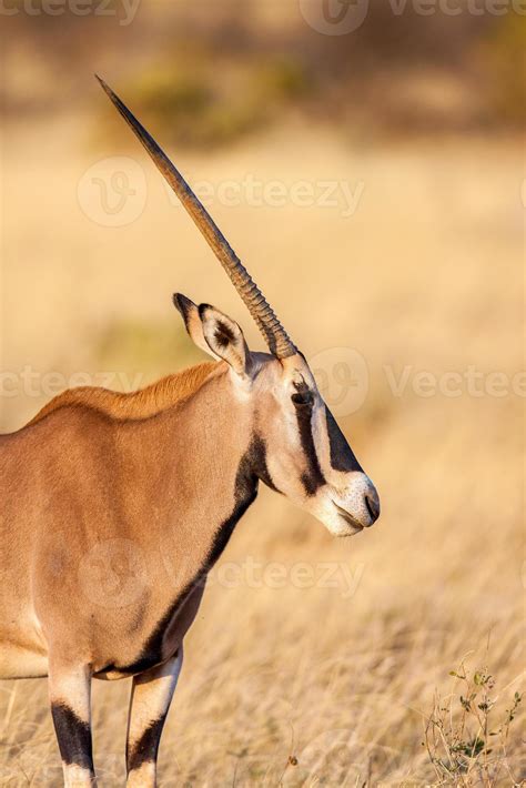 Portrait Of A Gemsbok Antelope Oryx Gazella In Desert Africa 718057