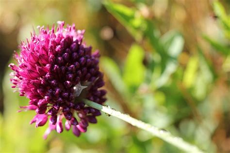 blossom bloom drops  photo  pixabay