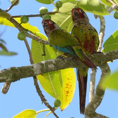 western azuero  report  bill adsett