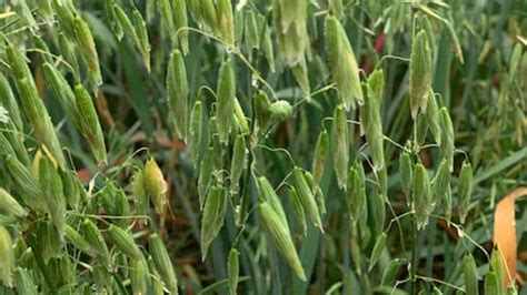 Naked Oats The Uk S Leading Supplier Cope Seeds