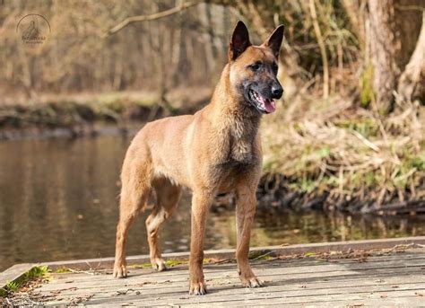 Reproduktor FCI Owczarek Belgijski Malinois Obroty OLX Pl