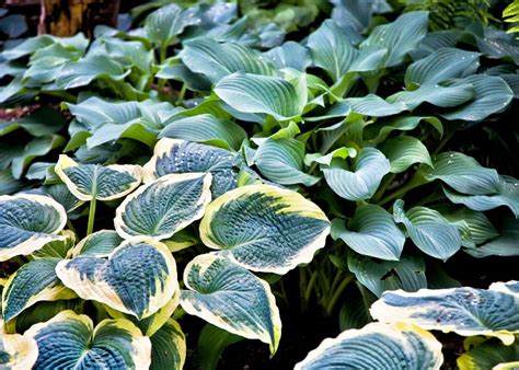 Hosta care