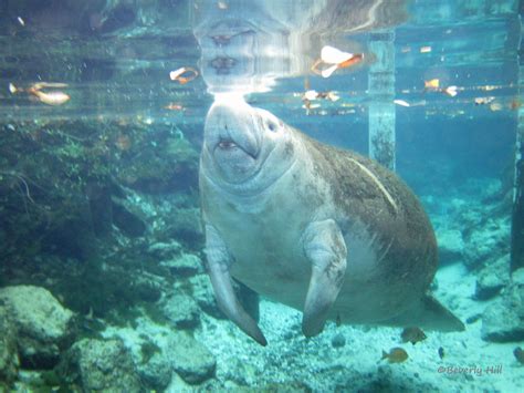 Kayaking With Manatees at 3 Sisters Springs in Crystal River