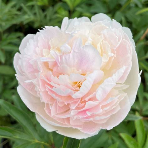 Пион Шифон Парфе 1 шт. – купить в питомнике Дирижер Сада