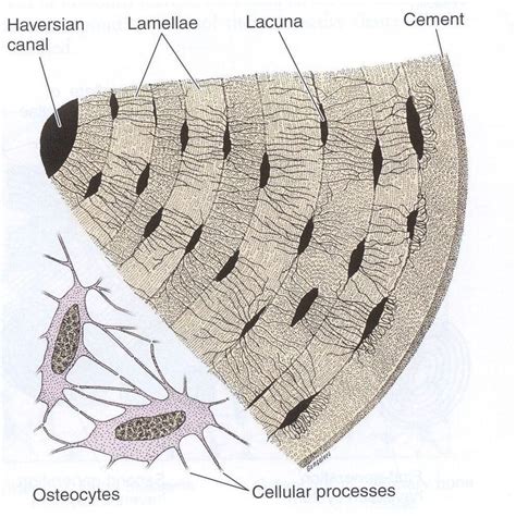 Lacuna Anatomy And Physiology Clutch Physiology