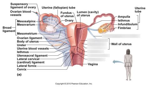 Female Organ Pt Diagram Quizlet