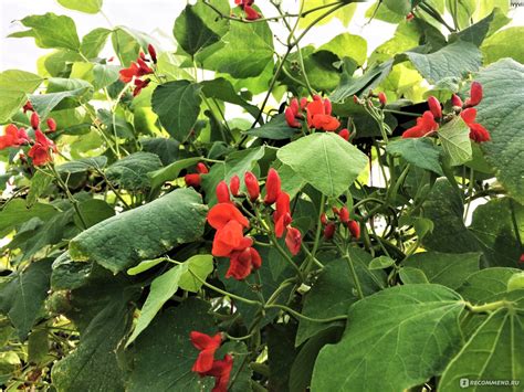 Семена Фасоль вьющаяся "Смесь окрасок" Поиск - «🌺Цветущая живая ...