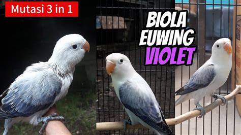 Cara Mencetak Biola Euwing Violet Lovebird Youtube