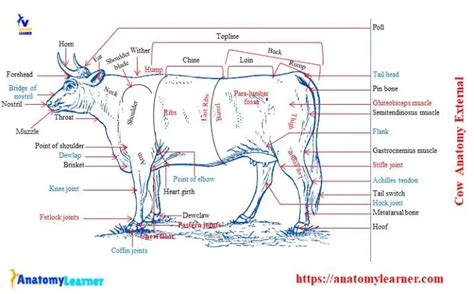 anatomy external body parts  internal organs  labeled
