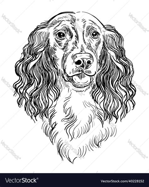spaniel dog hand drawing portrait royalty  vector image
