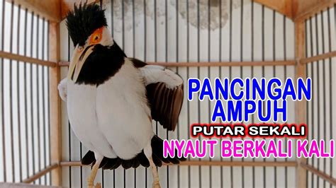 Jalak Suren Gacor Full Isian Ampuh Untuk Pancingan Jalak Manapun