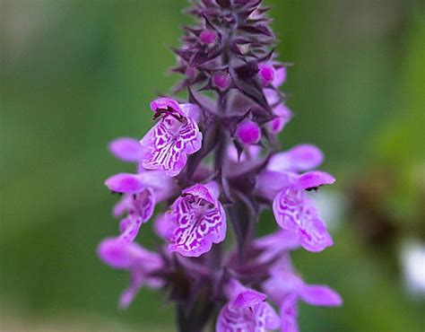 Чистец болотный (Stachys palustris L.) - лекарственное, съедобное ...