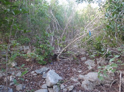 Hurricane Maria gave ecologists rare chance to study how tropical dry