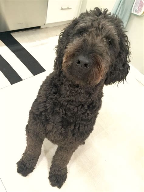 #goldendoodle #Lincoln #blackgoldendoodle #cutepuppy | Goldendoodle black, Goldendoodle, Exotic pets