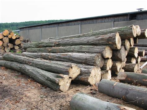 Дерево граб: описание и применение древесины. Где растет
