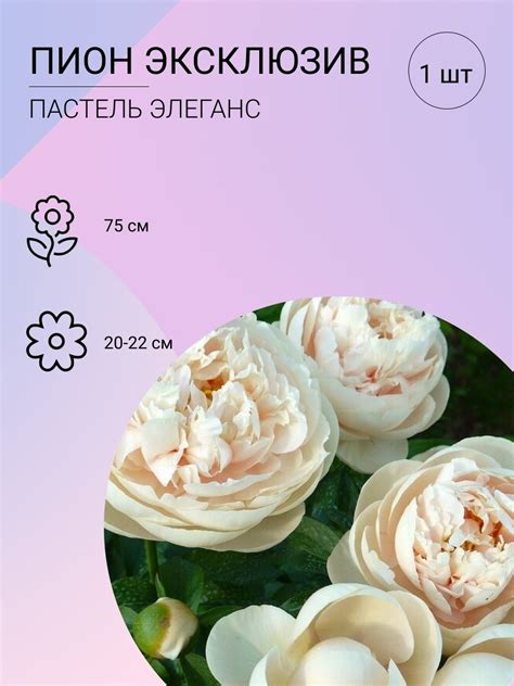 Пион пастель элеганс - фото и картинки: 66 штук
