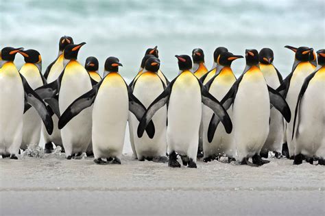 Where Does Penguins Live