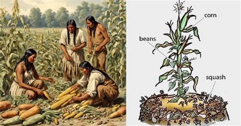 Learn Native Americans Clever Way Of Planting Three Sisters Corn