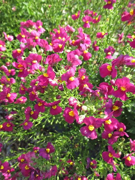 Nifty Nemesia - Rotary Botanical Gardens