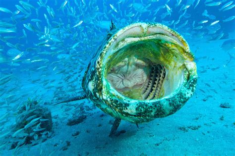 100 Best Goliath Grouper Images On Pholder Fishing Deeeepioartworks