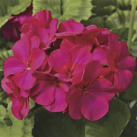 Geranium Maverick Violet – Vis Seed