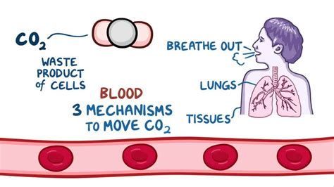 Carbon dioxide transport in blood - Osmosis