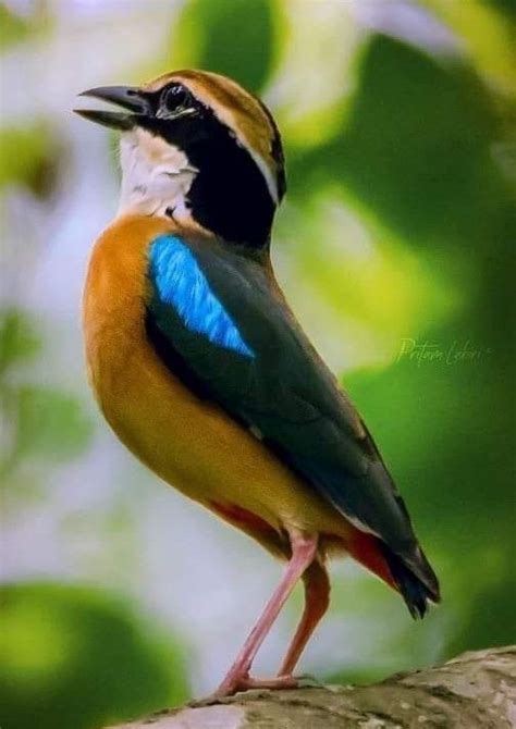Indian Pitta A Colorful Bird