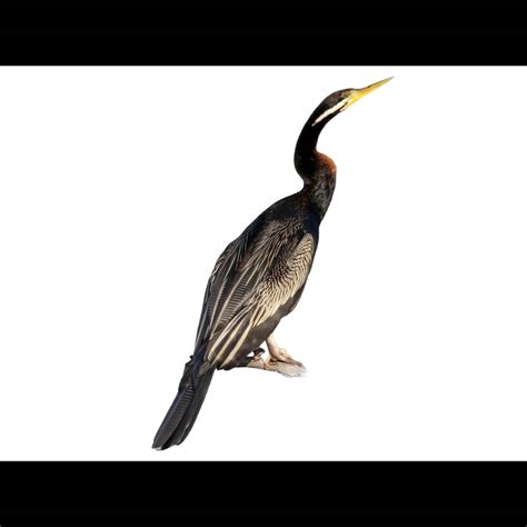 Australasian Darter (Anhinga novaehollandiae) identification - Birda