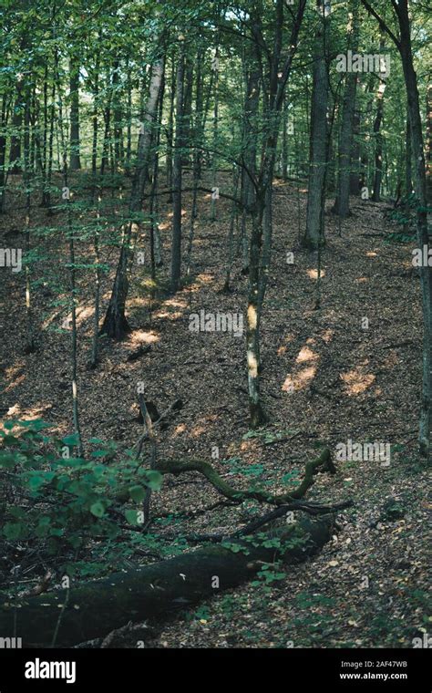 Landscape Inside Of A Temperate Deciduous Forest In Europe At The