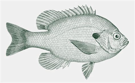 how to draw a bluegill
