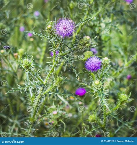 Carduus Acanthoides Close Up The Spiny Plumeless Thistle Or Welted