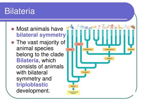 flatworms mesozoans  ribbon worms powerpoint