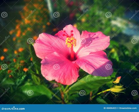 Jaba Flower Stock Photo Image 48406423