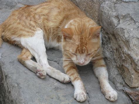 Poor Cat I By Cadariu Adriana On Deviantart
