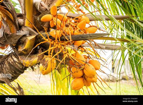 Golden Malayan Dwarf Coconut Palm Tree Hi Res Stock Photography And