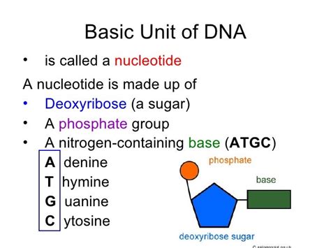 Chapter 20 Molecular Genetics Lesson 1 Structure Of Dna