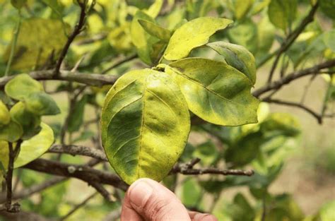 Drag N Amarillo Bacteria Que Afecta Las Plantaciones En Venezuela