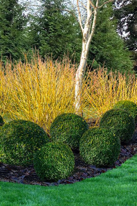 Buy Buds Yellow Twig Dogwood Free Shipping Wilson Bros Gardens 1